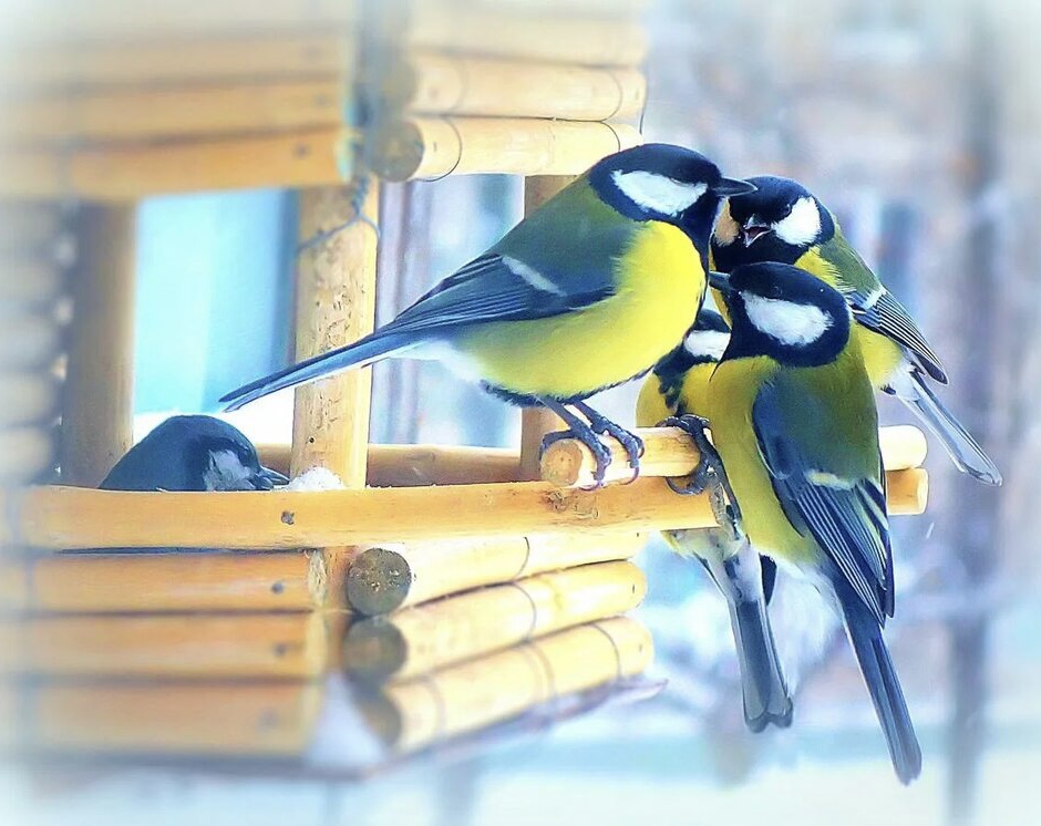 День зимующих птиц